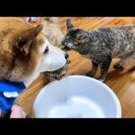 まるでかき氷のように積もる柴犬の毛に猫たちが集まってきました！【ブラッシング】(YouTube)