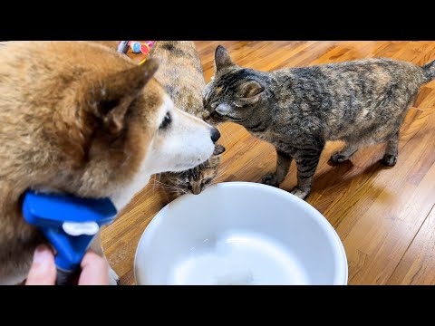 まるでかき氷のように積もる柴犬の毛に猫たちが集まってきました！【ブラッシング】(YouTube)