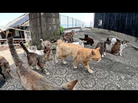 坂道でありえない数の猫の軍団に取り囲まれて身動きが取れなくなった(YouTube)