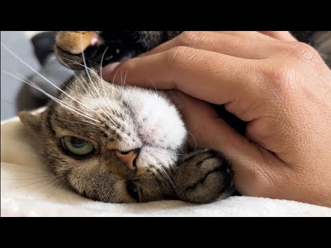 犬猫大家族の主の休日は最高すぎです(YouTube)