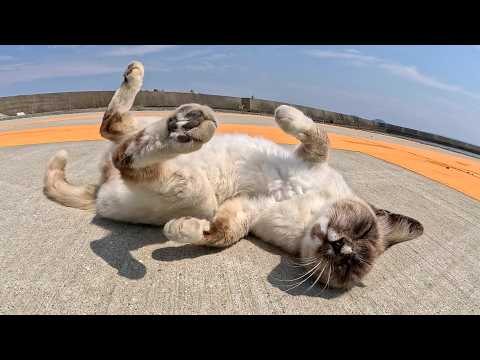 シャム猫ちゃんが広々としたヘリポートで思いっきり転げ回る(YouTube)