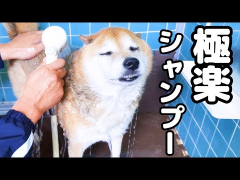 大好きな柴犬パパが…動揺を隠しきれない猫たちが可愛すぎました(YouTube)
