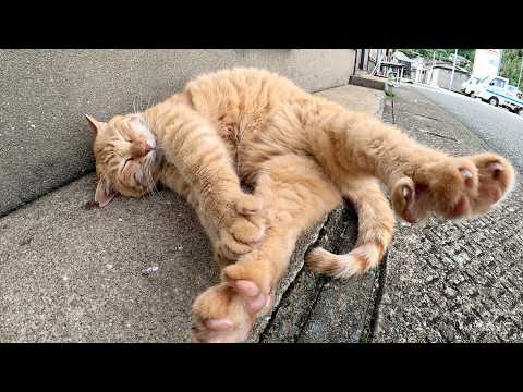 人間にモフられても完全無視で爆睡する茶トラ猫w(YouTube)