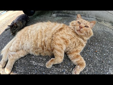 フェイスマッサージでウットリしていた猫が体をナデると不機嫌になった(YouTube)