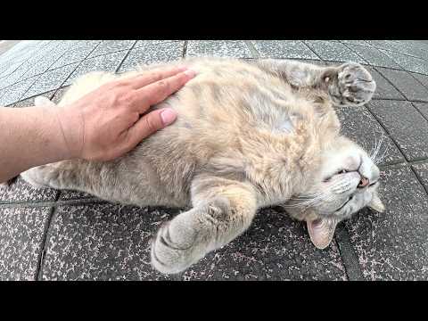 トトロ猫をモフっていると裏返しになってお腹を見せてくれた(YouTube)