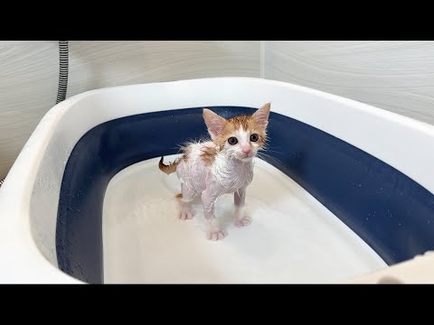 保護した生後2ヶ月の子猫を初めてお風呂に入れたらこんな姿になっちゃいました…(YouTube)