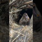 あくびASMR🦫　Beaver yawing🦫　#ビーバー #beaver #asmr(YouTube)