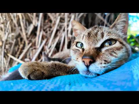 猫島の猫親子の寝ている姿がカワイイ(YouTube)