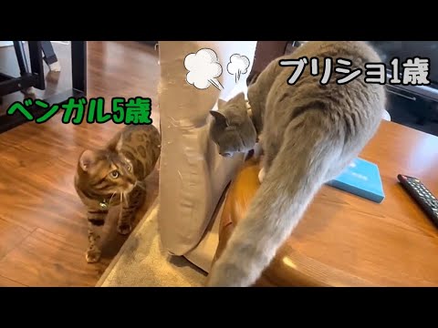 生意気に育ってきた実家の新米ブリティッシュショートヘア(YouTube)
