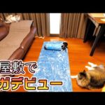 猫屋敷に住むワイがヨガデビューをしようとしたらこうなった‥🐈🐈【仲良し子猫姉妹の成長記録】(YouTube)