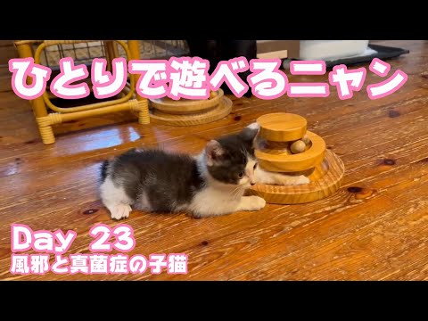 ひとりで遊べるニャン  風邪と真菌症の子猫 Day 23  2024 06 11 2(YouTube)
