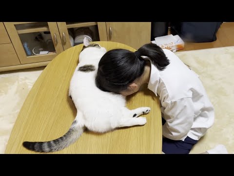 娘にお腹を自由に使わせてあげる猫(YouTube)