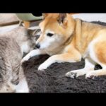 上手に猫と接することが出来ず悲しみの顔をする柴犬のきり返しの早さに癒されました笑(YouTube)