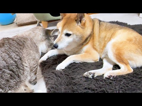 上手に猫と接することが出来ず悲しみの顔をする柴犬のきり返しの早さに癒されました笑(YouTube)