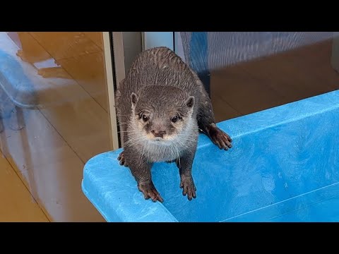 スイカをマグロと間違えないカワウソと子供に抱きしめられる猫 Watermelon and otter, cat hugged by a child(YouTube)