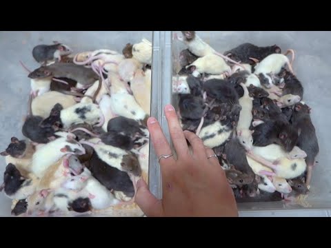 離乳したラットを集めたらすごい量になった(YouTube)
