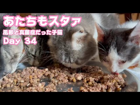 あたちもスタァにゃン 風邪と真菌症だった子猫 Day34  2024 06 22 2(YouTube)