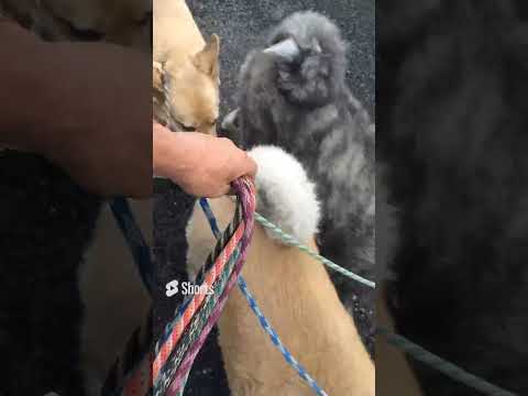 I WANNA BE YOUR SLAVE #犬の散歩  #shorts #dog #akitainu(YouTube)