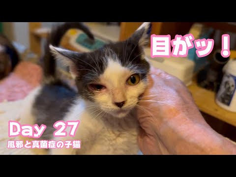 目が大変ッ！ 風邪と真菌症の子猫  Day 27  2024 06 15 2(YouTube)