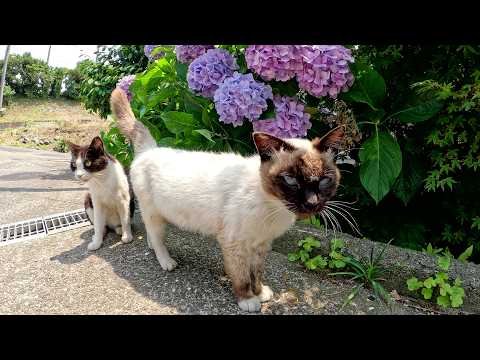 可愛い猫達がアジサイの花の前に集合して人間にモフられる(YouTube)