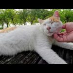 待ち合わせ時間に遅れたら、茶シロ猫がベンチの上で爆睡していた(YouTube)