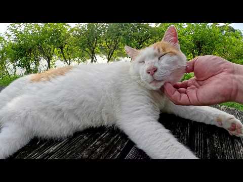 待ち合わせ時間に遅れたら、茶シロ猫がベンチの上で爆睡していた(YouTube)