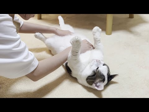 娘に揉みくちゃにしてほしくてお腹を差し出す猫(YouTube)