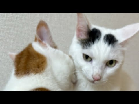 暑い日のお昼猫配信🐱(YouTube)