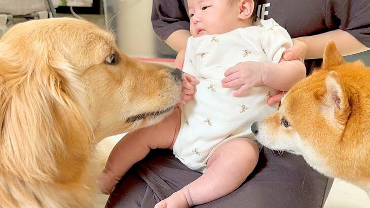 犬2匹の前で『赤ちゃんが泣いてしまった』結果…まるで母親のような『まさかの行動』が48万再生「なんて包容力」「可愛すぎる」と大絶賛(ブログ)