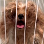 『顔がどこかも分からない』ネグレクトされた犬…保護後『どんどん可愛くなる』物語に感動「なんて愛らしいお顔」「どうか幸せに」と17万再生(ブログ)
