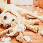 犬にとって危険な『ひとり遊び』とは？放っておいても大丈夫な遊び方まで(ブログ)