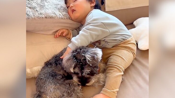 小さな男の子が『遊び疲れた』結果…犬との『尊い光景』が7万再生「じっとしてるの偉い…信頼関係素晴らしい」「可愛すぎるコンビ」と絶賛(ブログ)