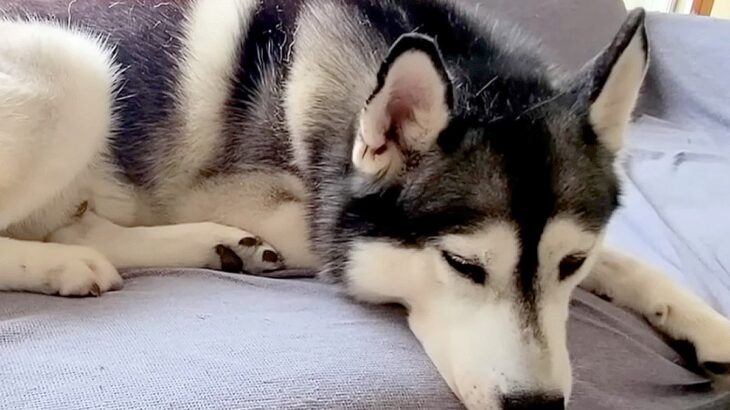 犬の留守番中に警報が…ありえない『まさかの大惨事』が115万再生「大変すぎる…大事にならないでよかった」「誰も目合わせないの草」の声(ブログ)