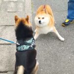 犬が散歩中『お友達に会った』結果…温度差が凄すぎる『リアクション』に24万再生の反響「テンション高くて草」「猛アピールかわいいｗ」と爆笑(ブログ)
