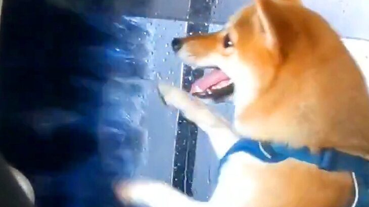 犬を乗せて『洗車機』を使ったら…まさかの『勇敢すぎる姿』が52万表示「忙しそうで草」「必死で笑った」「翻弄されてるの可愛いｗ」と絶賛(ブログ)