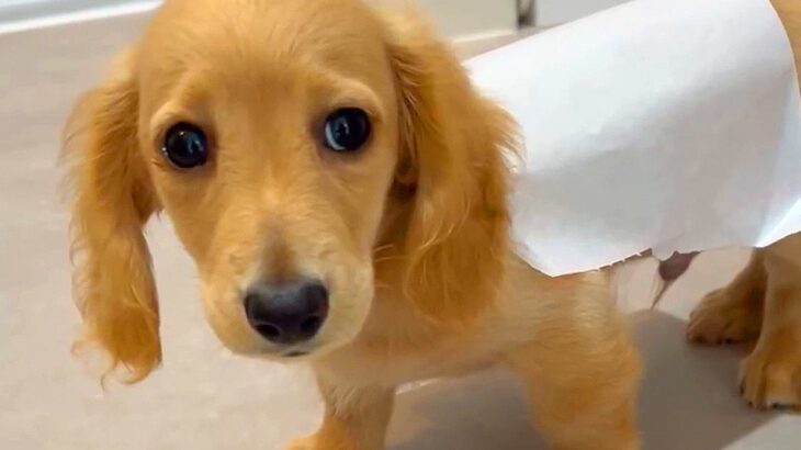 『洋服かと…』犬の様子がおかしかったので覗いてみると…想定外な『まさかの姿』が84万再生「困ってる顔たまらんｗ」「可愛いが詰まってる」(ブログ)