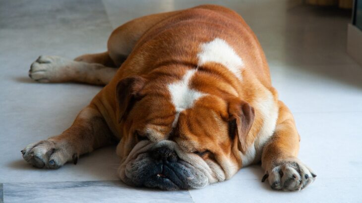 犬が『好きな場所』とは？主な理由や室内で落ち着ける空間の特徴まで解説(ブログ)