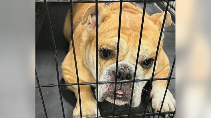 『本当にごめんね…』公園のベンチに繋がれ捨てられた犬…『新たな犬生に踏み出す姿』が14万再生「胸が苦しい…涙出る」「幸せになって」(ブログ)
