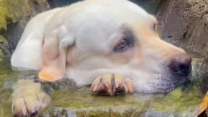 水浴びが好きすぎる大型犬…まさかの場所で『温泉気分』を満喫する光景が624万いいね「気持ちよさそう」「可愛すぎる」と海外からも絶賛(ブログ)