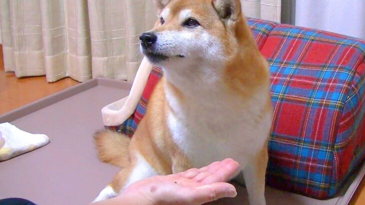 『よし！』を待っている犬に『よしこ！』と言ってみた結果…まさかの『お利口すぎる反応』が1万9000再生「なんすか？って感じ可愛すぎるｗ」(ブログ)