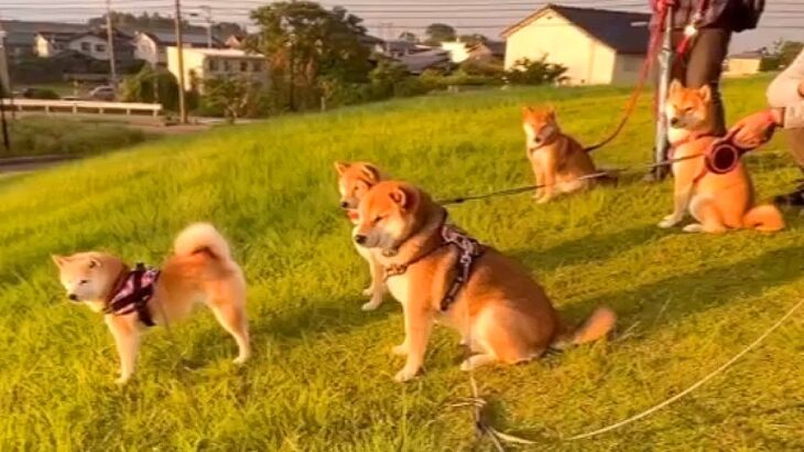 柴犬軍団が散歩中に『他の犬を発見』した結果…想像の斜め上をいく『圧』が97万再生を突破「柴ハラスメント」「柴圧かけられたいｗ」と爆笑(ブログ)