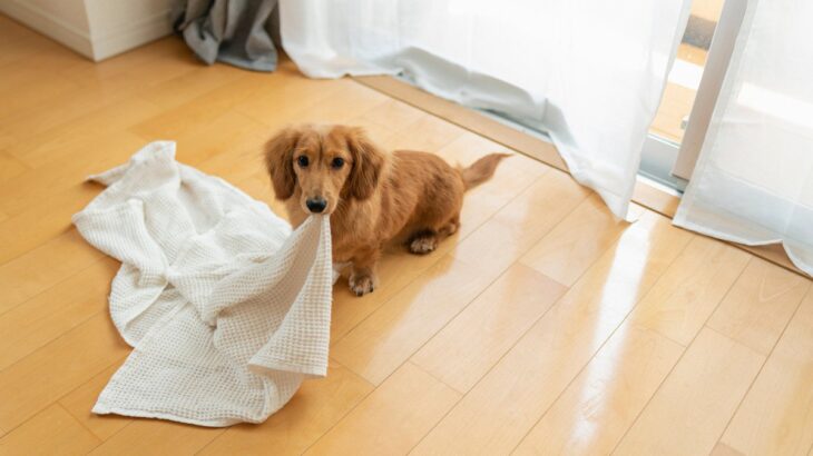 犬がする『ズル賢い』行動とは？頭が良すぎるが故に起こる問題行動や対処法までご紹介(ブログ)