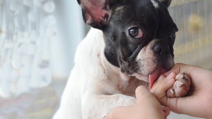 犬が『叱られたとき』にする態度3選　愛犬が嫌悪感を抱いているときにしがちな行動とは？(ブログ)