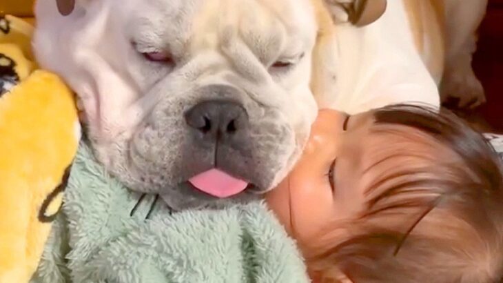 犬が小さな女の子と『お昼寝』した結果…まさかの『枕になりたがる光景』が可愛すぎると84万再生「表情に笑った」「ゆるすぎて尊い」と悶絶(ブログ)