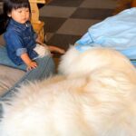 2歳の女の子が『超大型犬に布団を奪われた』結果…優しさに溢れた『まさかの行動』が14万再生「一生懸命なお世話」「寝かしつけ可愛い…」(ブログ)