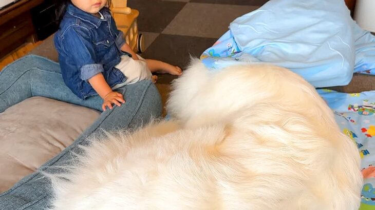 2歳の女の子が『超大型犬に布団を奪われた』結果…優しさに溢れた『まさかの行動』が14万再生「一生懸命なお世話」「寝かしつけ可愛い…」(ブログ)