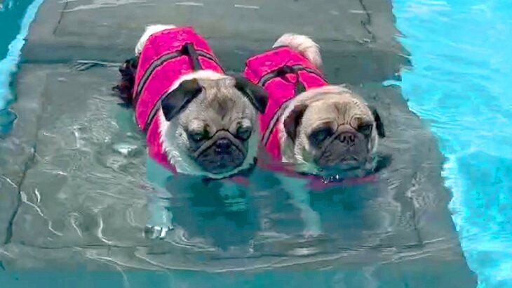 8歳の犬がプールで泳いでいたら…思いがけぬ『まさかの悲劇』がくすっと笑えると26万再生「悪いけど面白いｗ」「俺より泳ぐの早くて草」(ブログ)