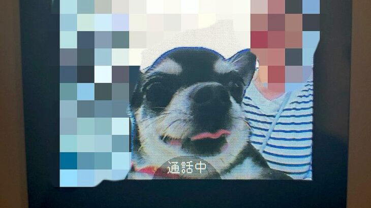 実家の愛犬がやってきた…『玄関モニターに映った光景』が可愛すぎると8万4000いいね「嬉しい訪問者」「開けてーって言ってるみたいｗ」(ブログ)