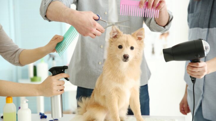愛犬の毛玉や毛もつれを軽減させるためのお役立ちアイテム！ブラッシングスプレーを使ってお手入れのハードルを下げよう(ブログ)