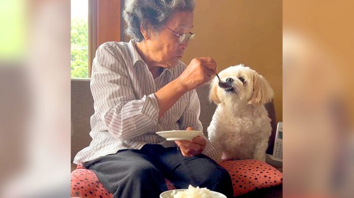 犬とおばあちゃんが『朝ごはん』を一緒に食べた結果…まるで孫のような『幸せ溢れる光景』が163万再生「素敵な関係すぎる」海外からも大絶賛(ブログ)